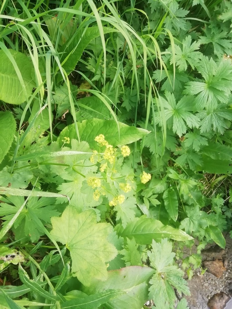 Alchemilla samuelssonii