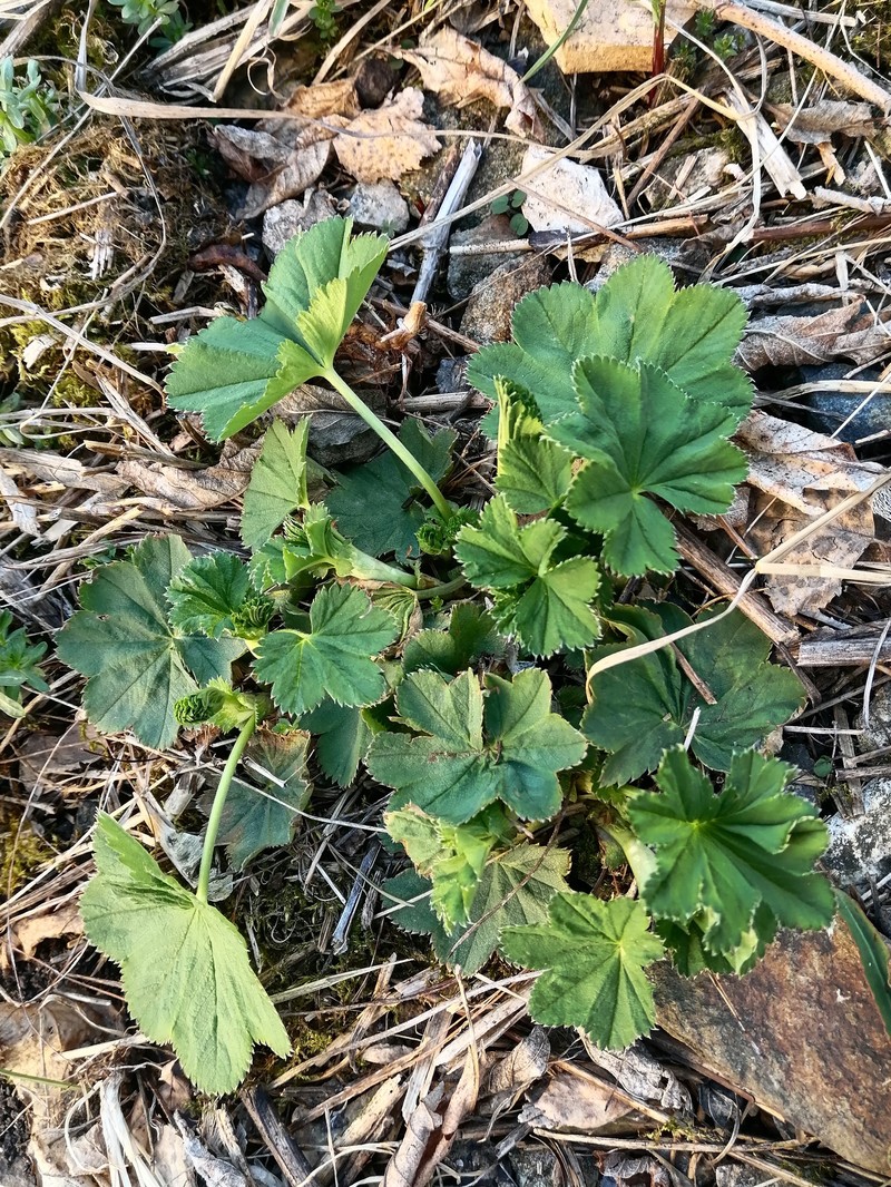 Alchemilla samuelssonii photo 3