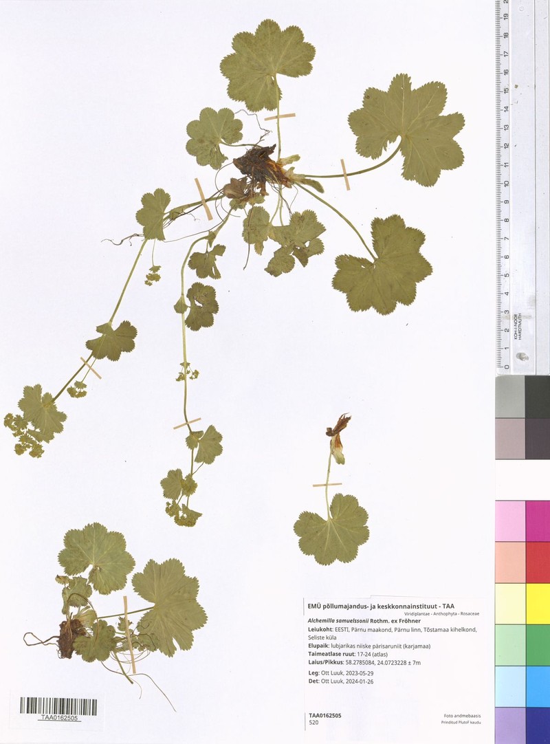 Alchemilla samuelssonii photo 4