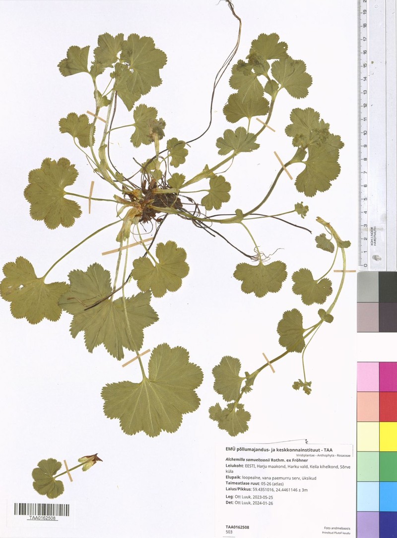 Alchemilla samuelssonii photo 5