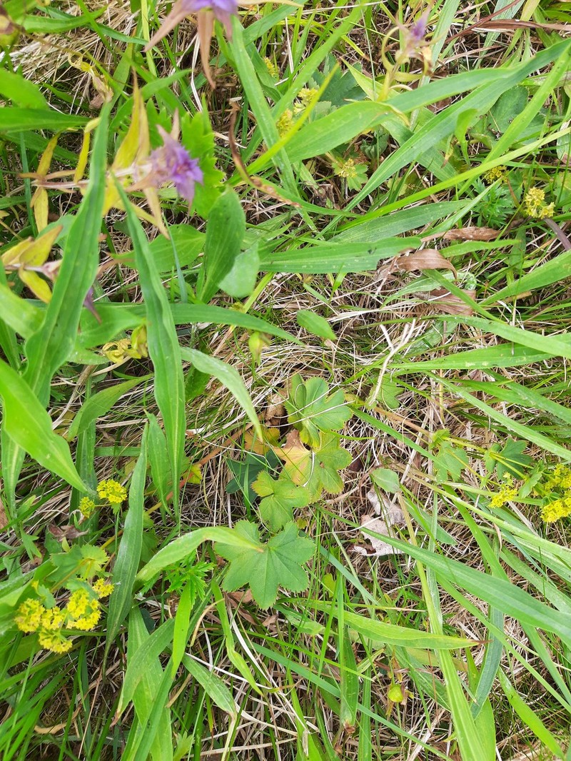 Alchemilla samuelssonii photo 6