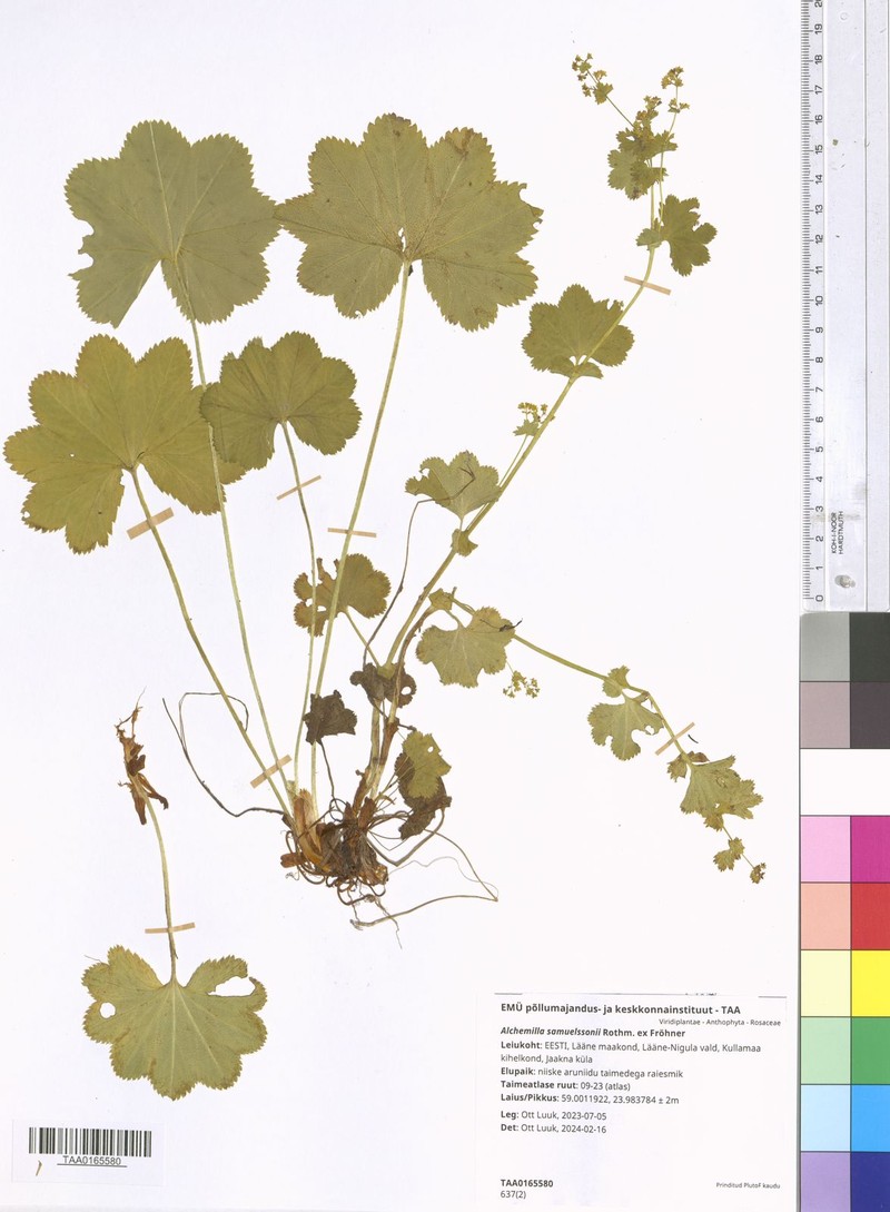 Alchemilla samuelssonii photo 7
