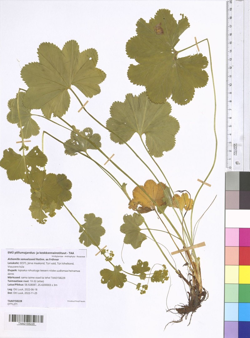 Alchemilla samuelssonii photo 8