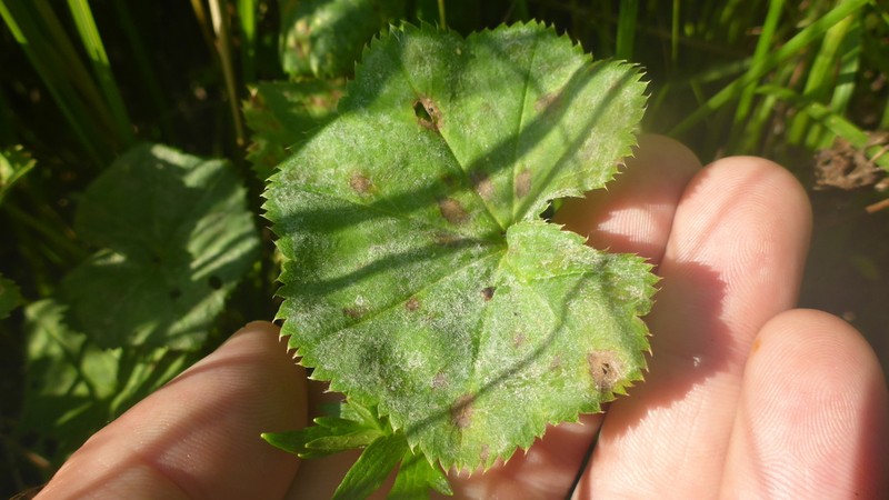 Alchemilla sanguinolenta