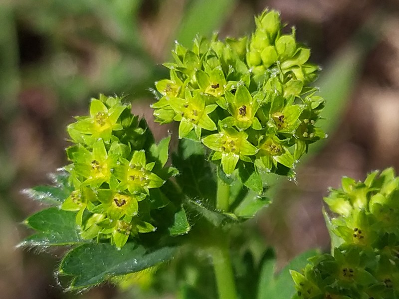 Alchemilla sarmatica