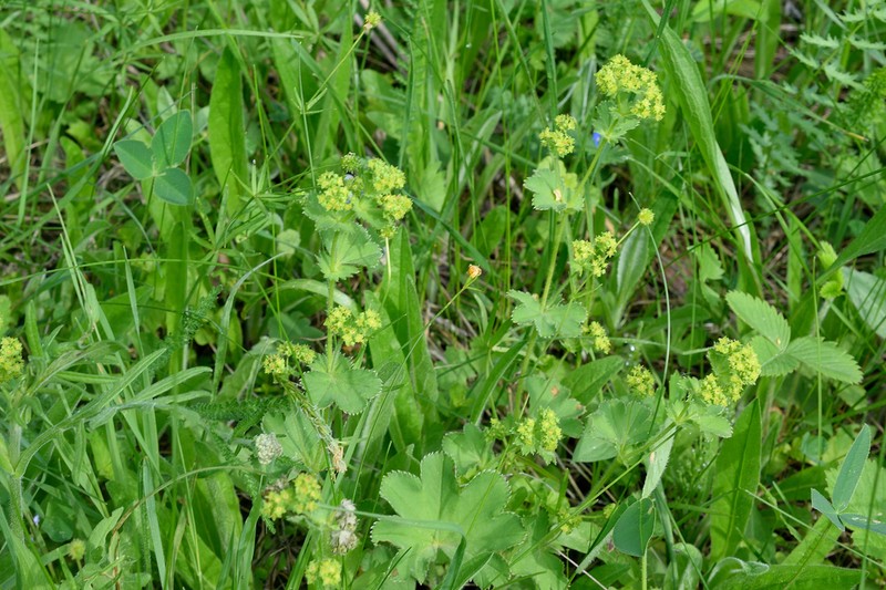 Alchemilla sarmatica photo 2
