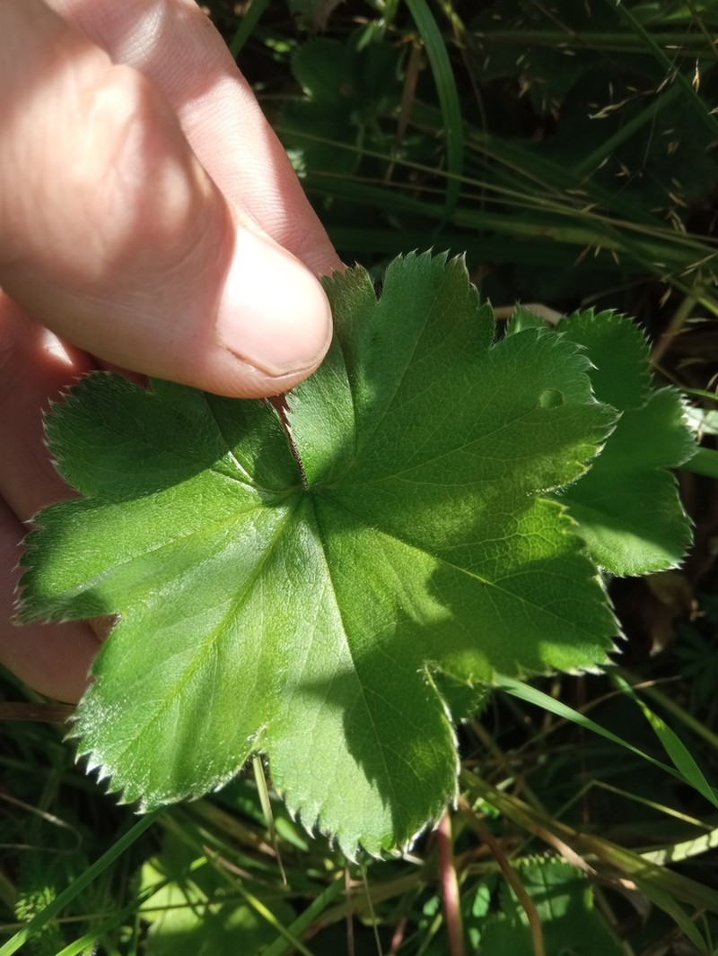 Alchemilla sarmatica photo 3