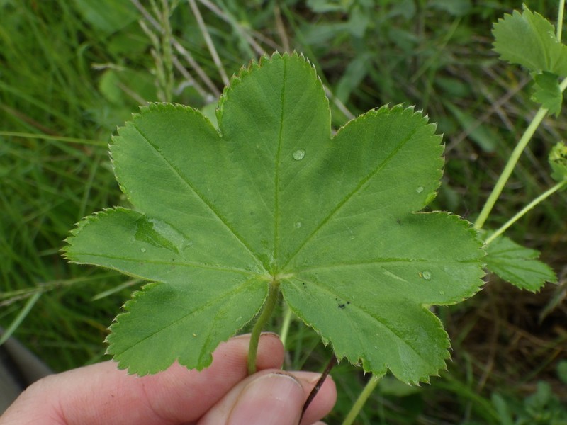 Alchemilla sarmatica photo 4