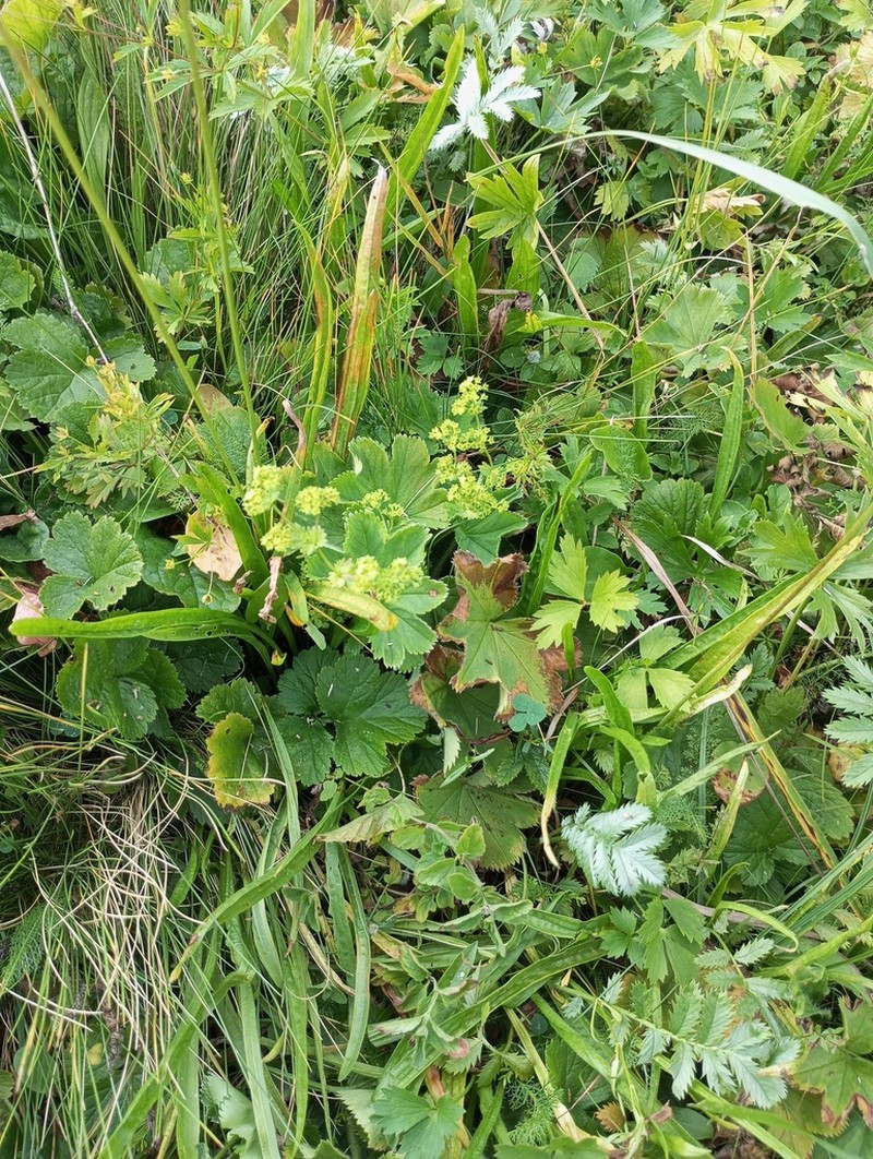 Alchemilla sarmatica photo 5