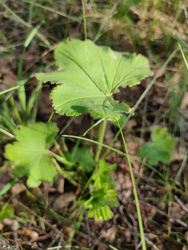 Alchemilla sarmatica photo 6