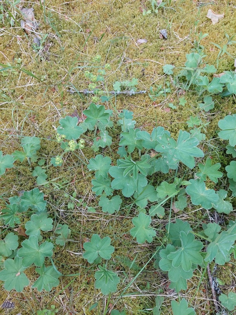 Alchemilla sarmatica photo 7