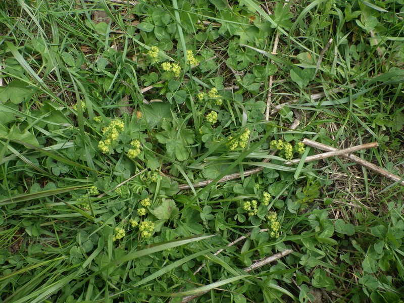 Alchemilla sarmatica photo 8
