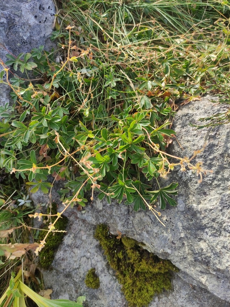 Alchemilla saxatilis