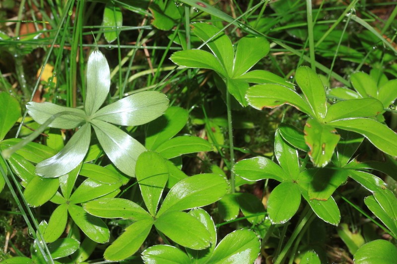 Alchemilla saxatilis photo 2