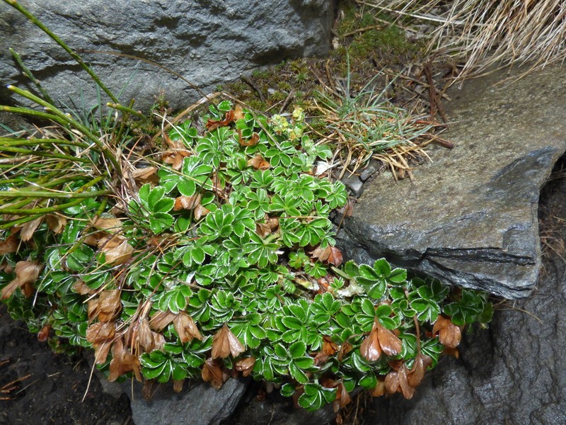 Alchemilla saxatilis photo 3