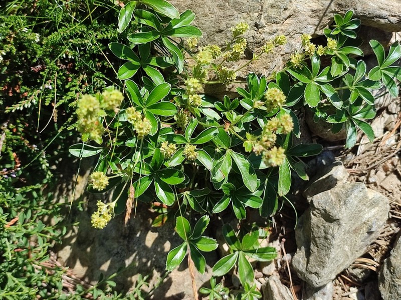 Alchemilla saxatilis photo 4