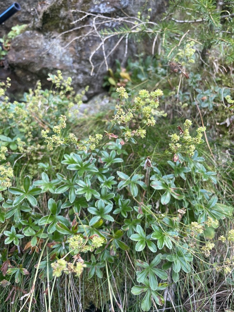 Alchemilla saxatilis photo 5
