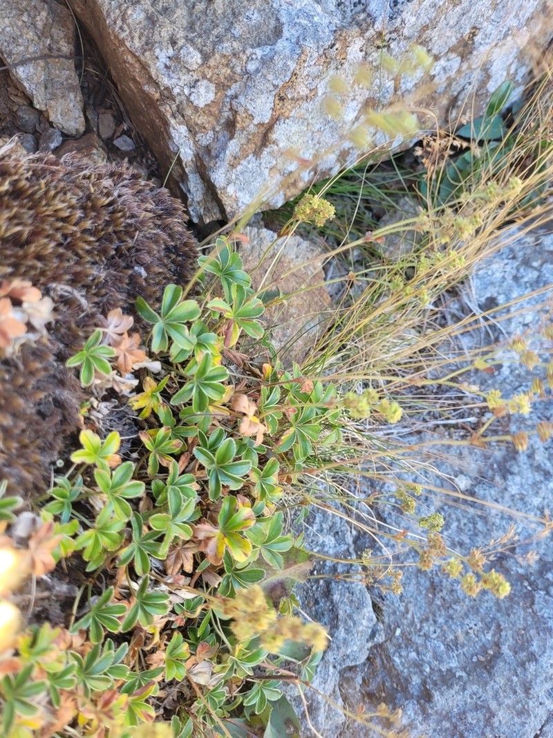 Alchemilla saxatilis photo 6