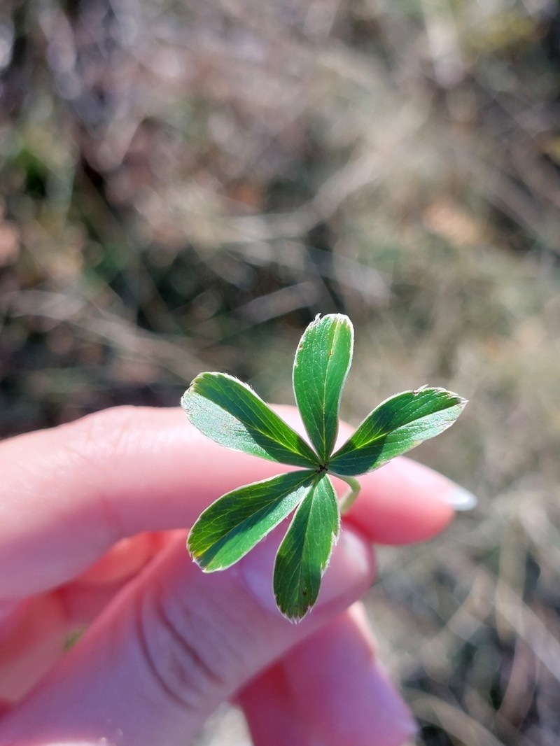 Alchemilla saxatilis photo 7