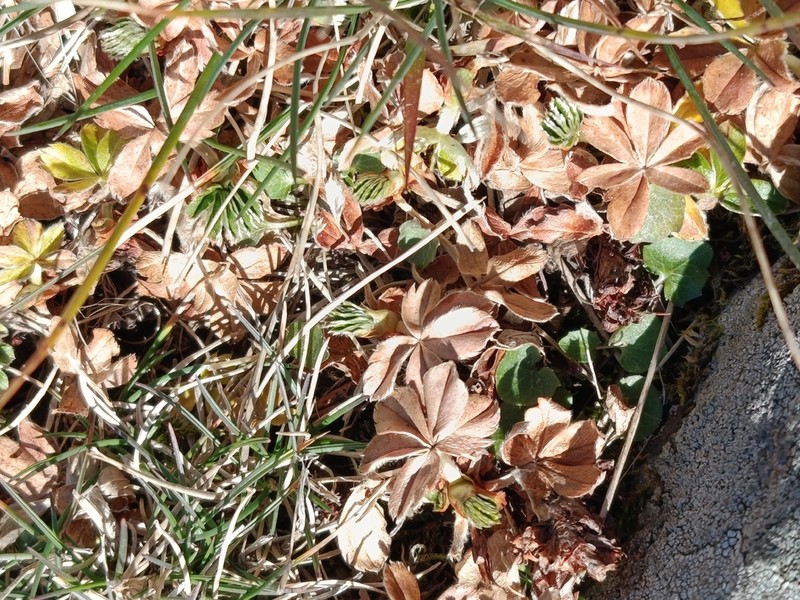 Alchemilla saxatilis photo 8