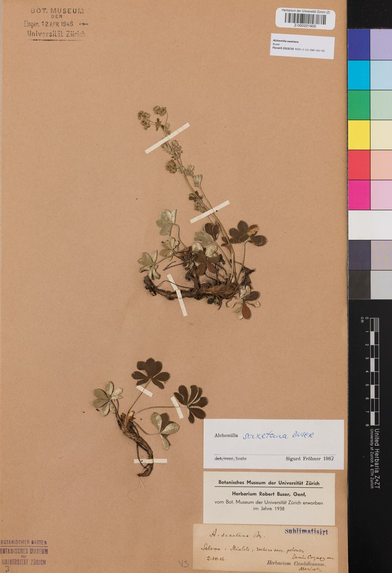Alchemilla saxetana
