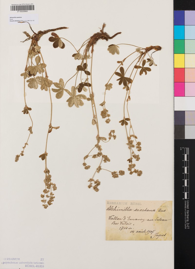 Alchemilla saxetana photo 2