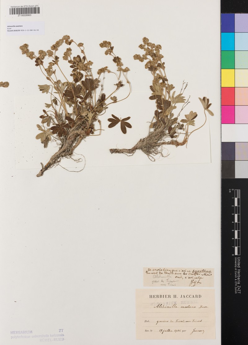 Alchemilla saxetana photo 3