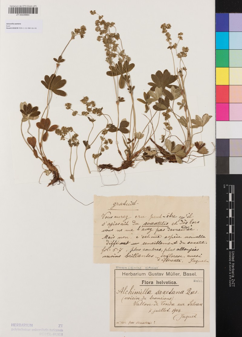 Alchemilla saxetana photo 4