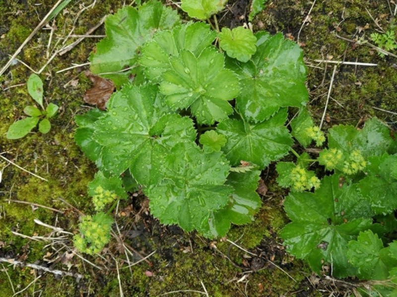 Alchemilla schischkinii