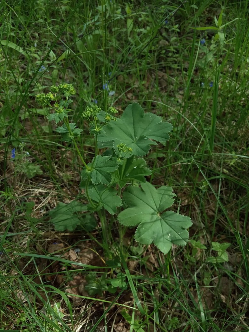Alchemilla schistophylla photo 3