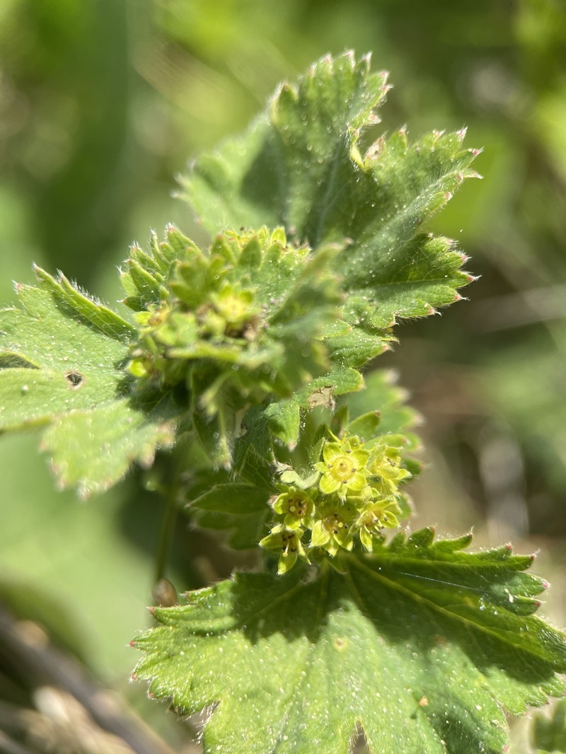Alchemilla schistophylla photo 4