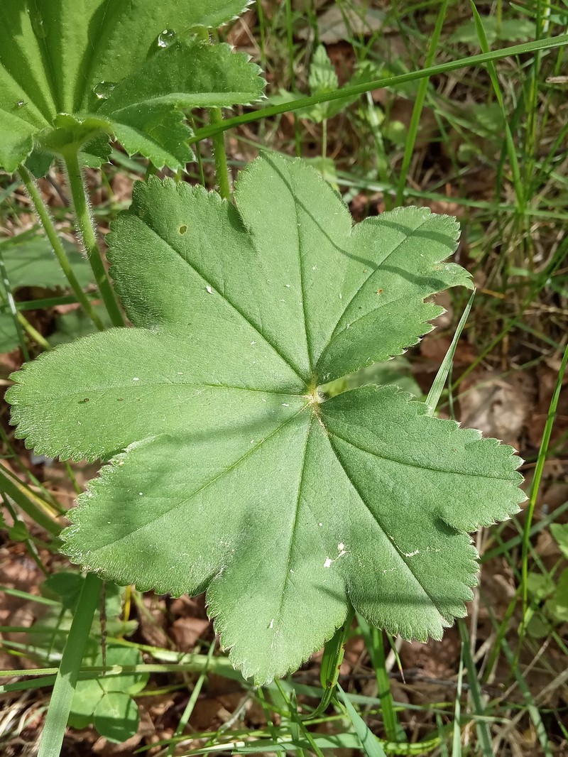 Alchemilla schistophylla photo 5