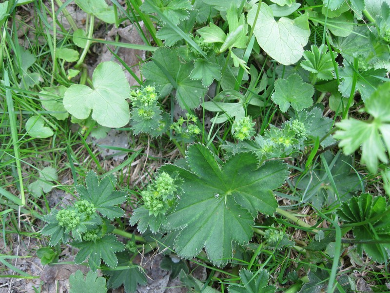 Alchemilla schistophylla photo 6