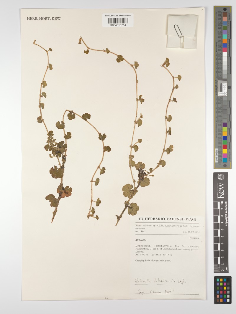 Alchemilla schizophylla