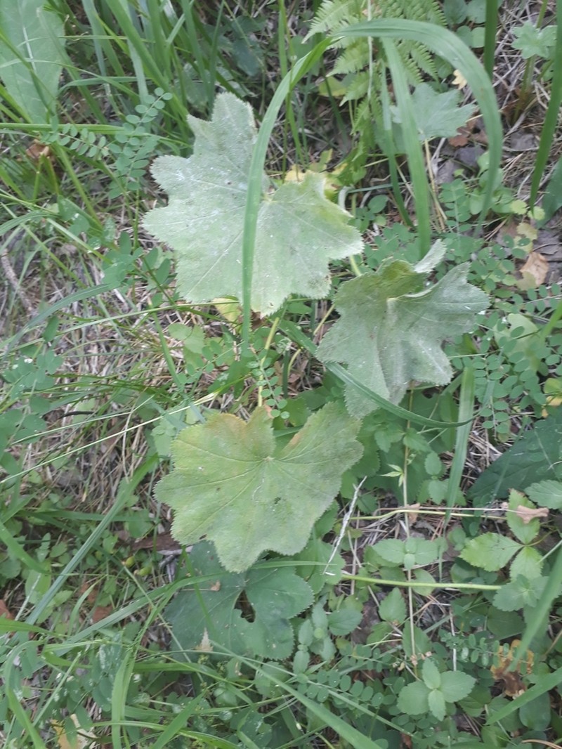 Alchemilla schmakovii