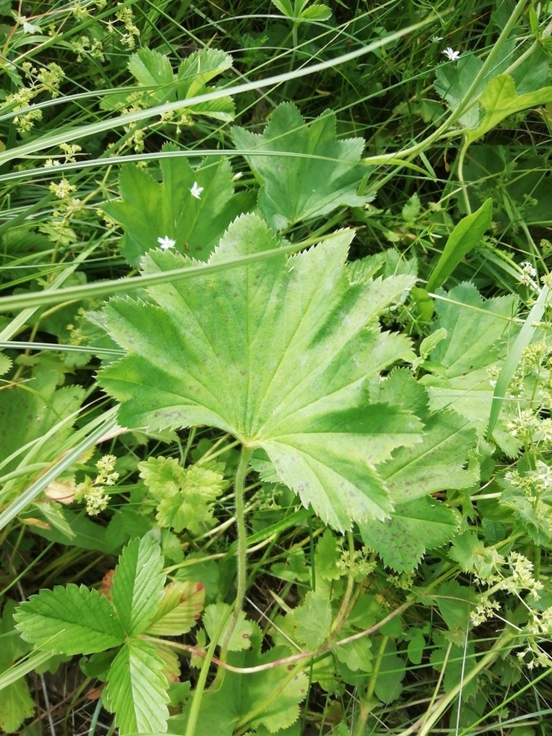 Alchemilla schmakovii photo 2