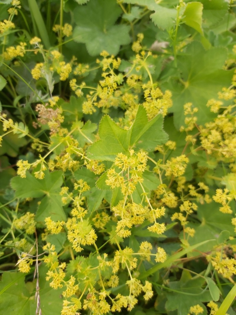 Alchemilla schmakovii photo 3