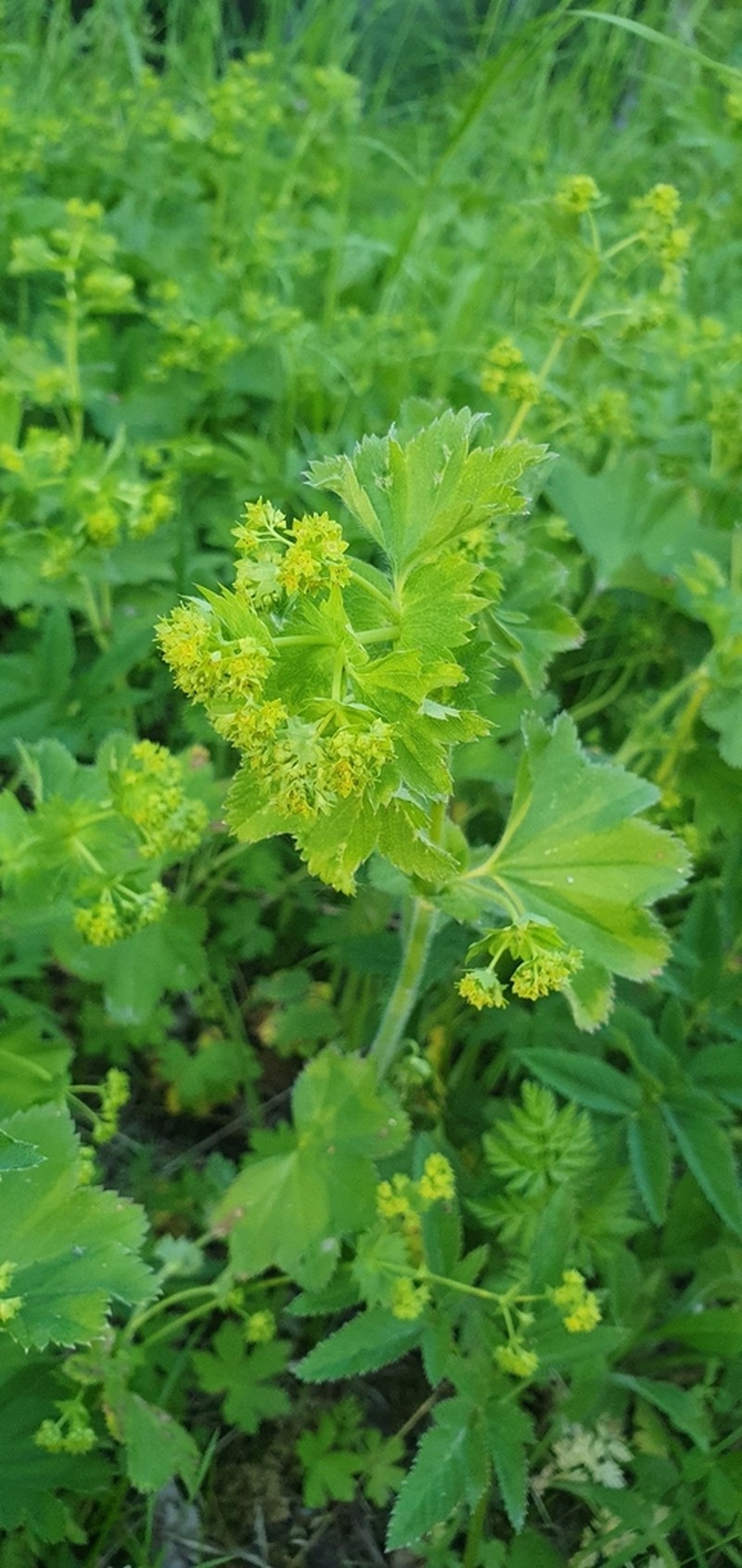 Alchemilla schmakovii photo 5
