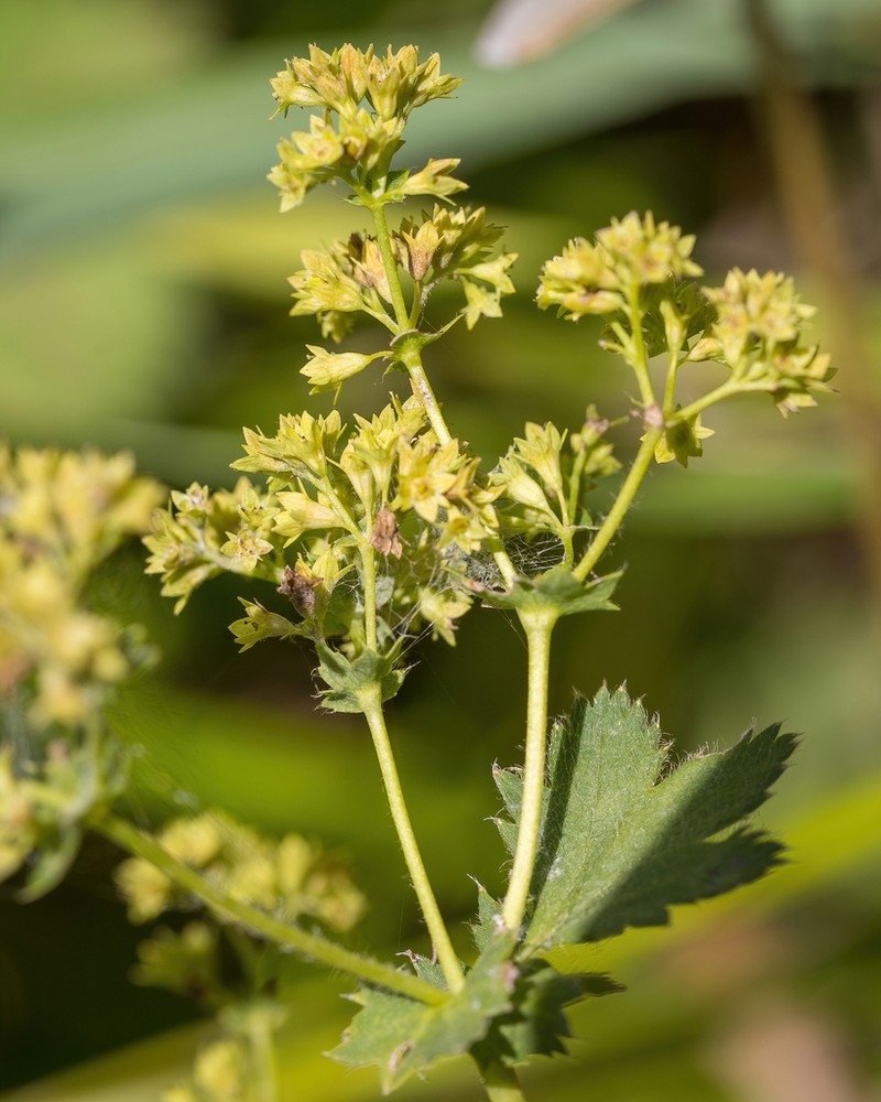 Alchemilla schmakovii photo 6