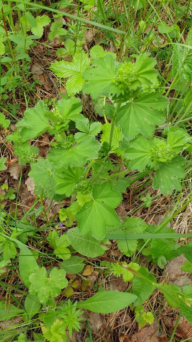 Alchemilla schmakovii photo 7