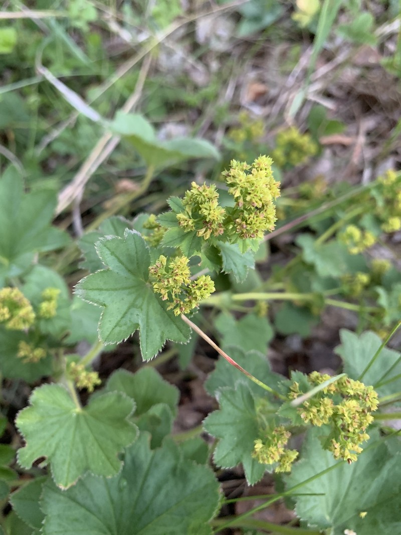 Alchemilla schmakovii photo 8