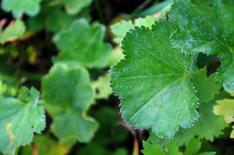 Alchemilla semilunaris