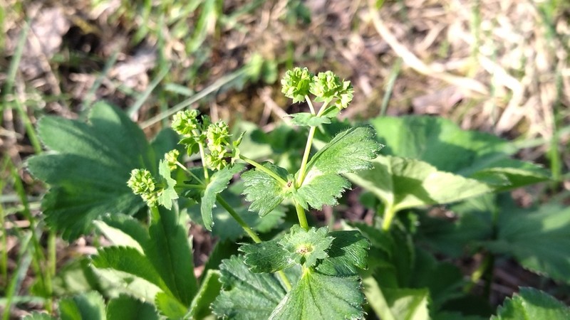 Alchemilla semilunaris photo 2