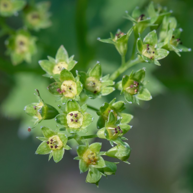 Alchemilla semilunaris photo 3