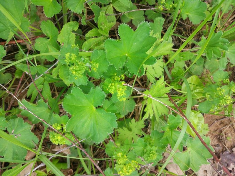 Alchemilla semilunaris photo 4