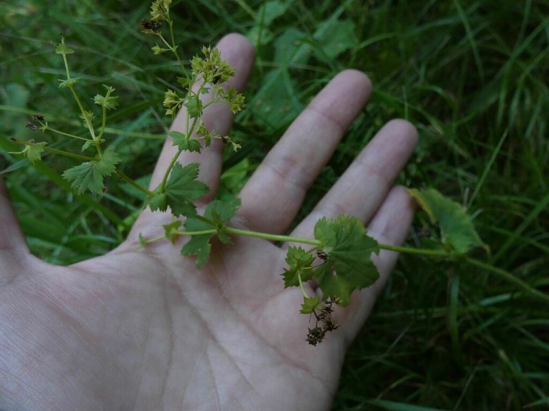 Alchemilla semilunaris photo 5