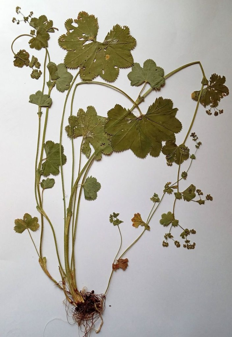 Alchemilla semilunaris photo 6