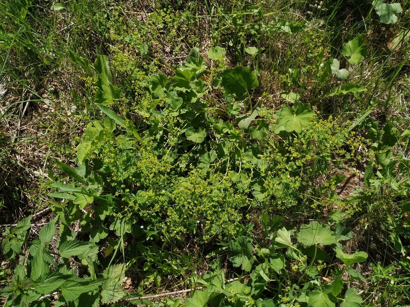 Alchemilla semilunaris photo 7