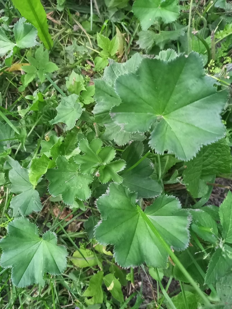Alchemilla semilunaris photo 8