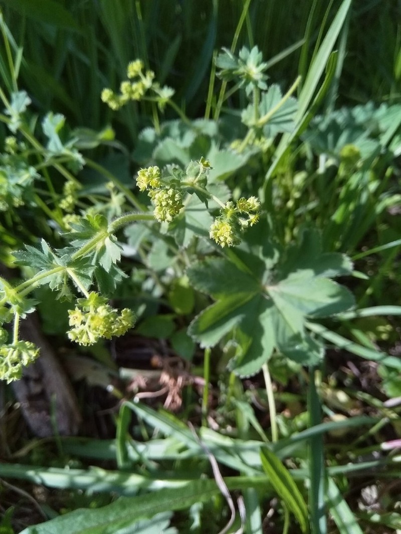 Alchemilla sergii